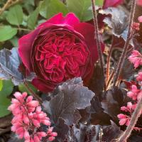 Photo of the bloom of English Shrub Rose (Rosa 'Munstead Wood') posted ...