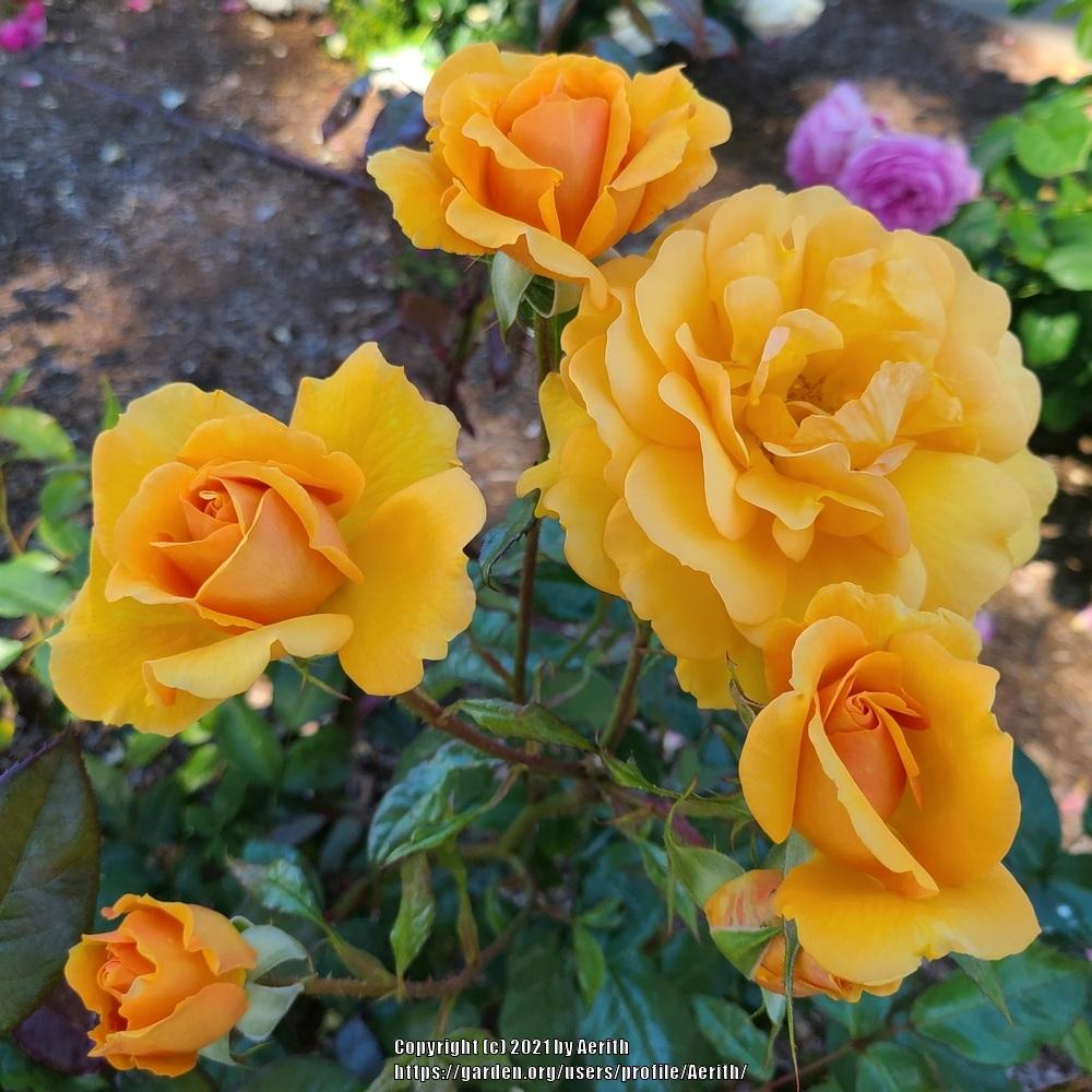 Photo of the bloom of Rose (Rosa 'South Africa') posted by Aerith ...