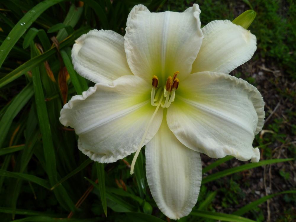 Daylily (Hemerocallis 'Appalachian Snow') in the Daylilies Database