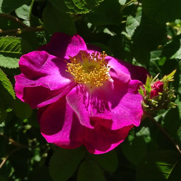 Photo of the bloom of Rose (Rosa 'La Belle Sultane') posted by Orsola