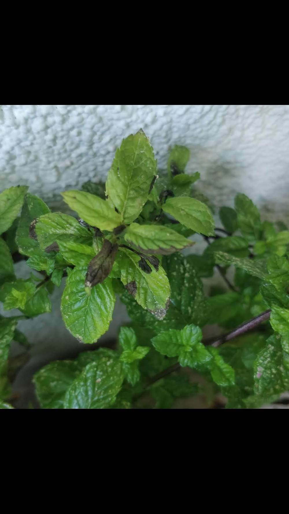 Help with mint plant diseases in the Ask a Question forum