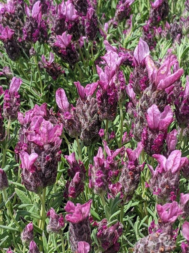 Spanish Lavender (Lavandula stoechas 'Bandera Deep Rose') in the ...