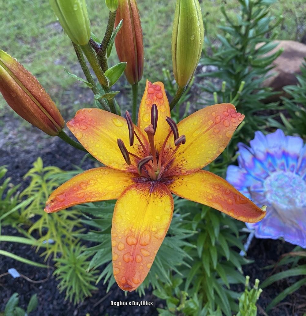 Photo of the bloom of Asiatic Lily (Lilium 'Giraffe') posted by
