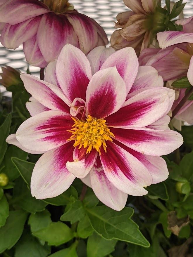 Dahlia Dahlinova® Florida in the Dahlias Database