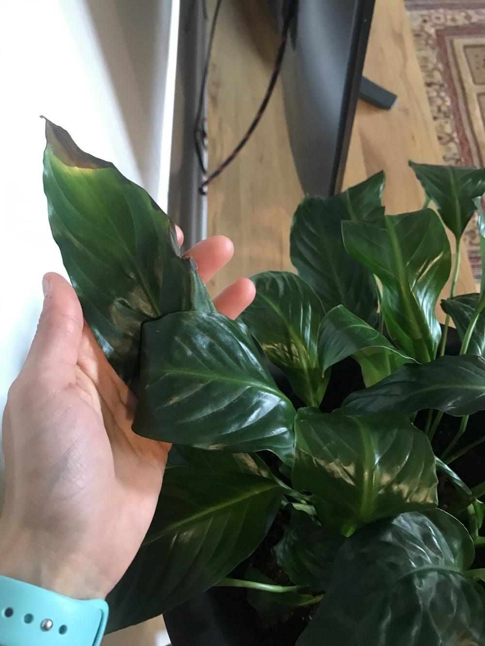 Peace lily leaves turning brown in the Houseplants forum