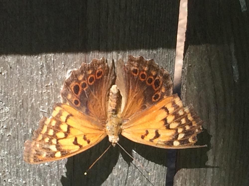 More Host Plants for Butterfly Larvae in Butterfly Garden