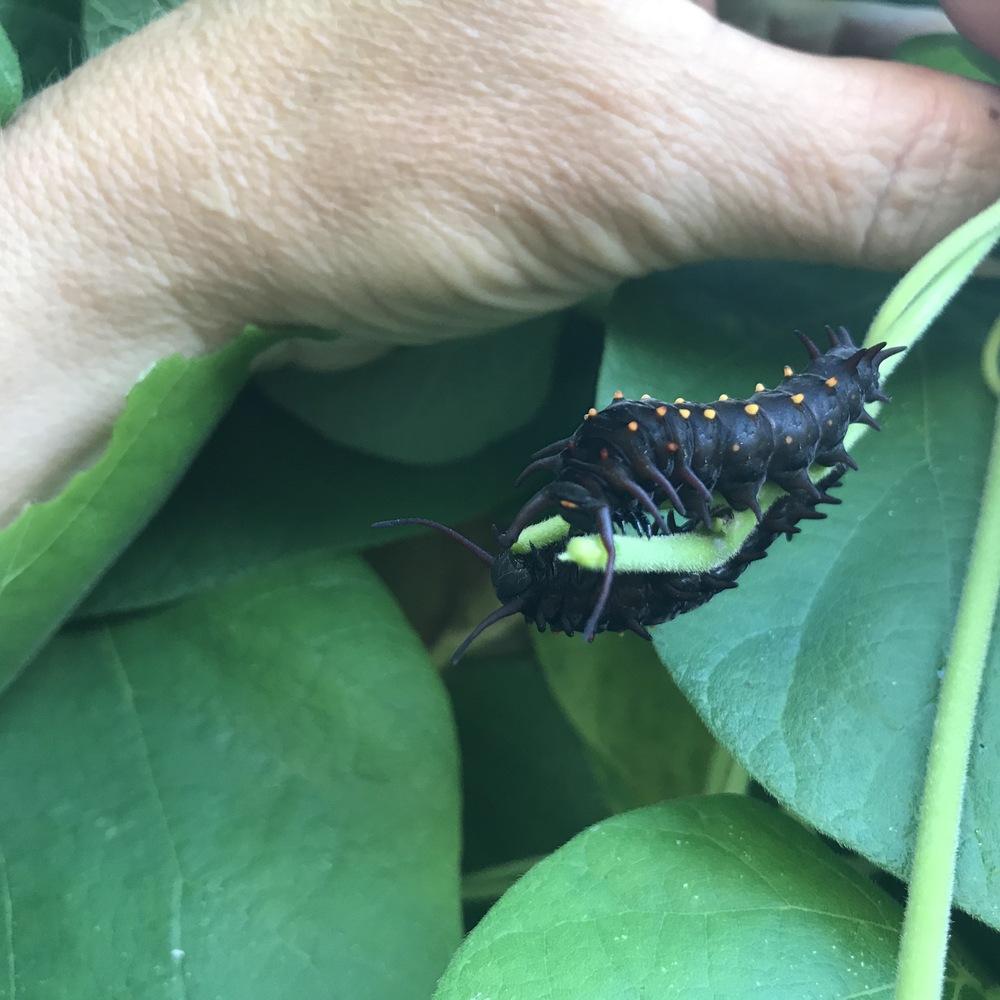 More Host Plants for Butterfly Larvae in Butterfly Garden