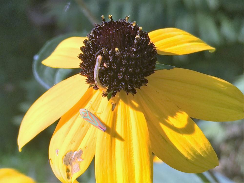 More Host Plants for Butterfly Larvae in Butterfly Garden