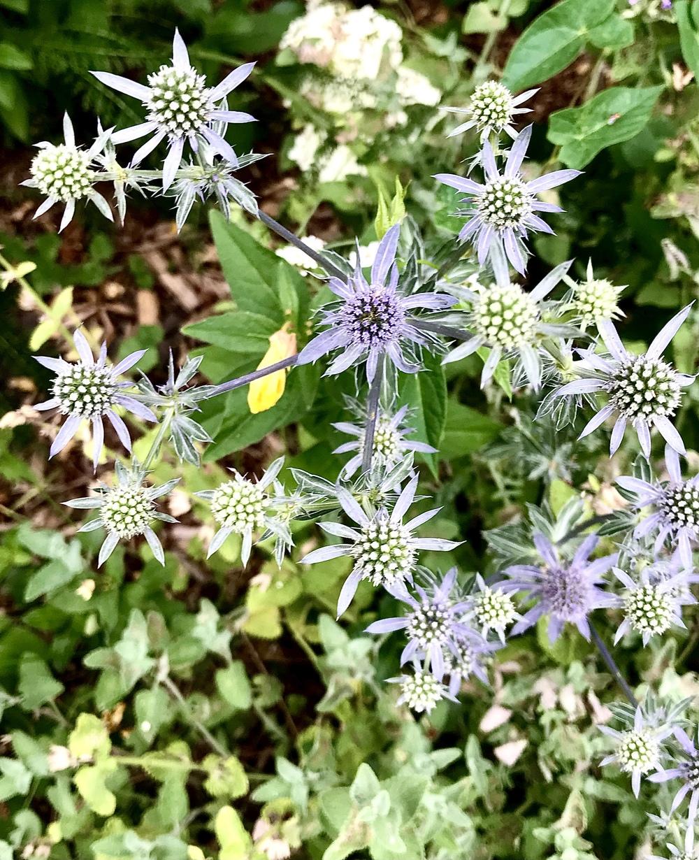 Sea Holly (Eryngium planum 'Blue Glitter')