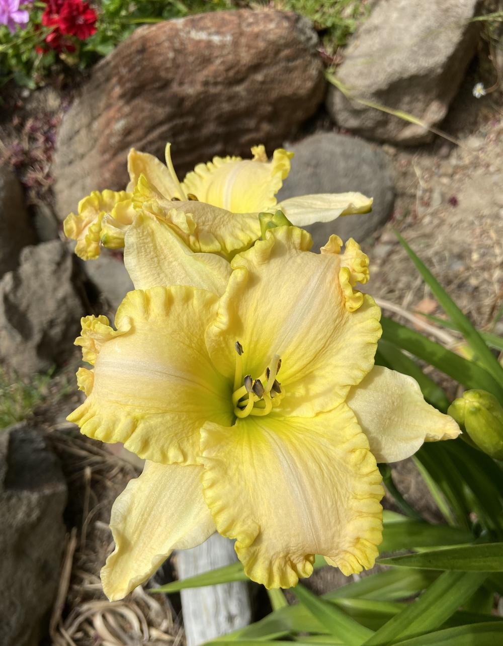 Daylily (Hemerocallis 'Front Porch Swing') in the Daylilies Database