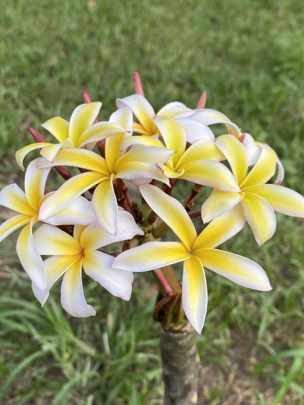Madame Poni in the Plumeria forum - Garden.org