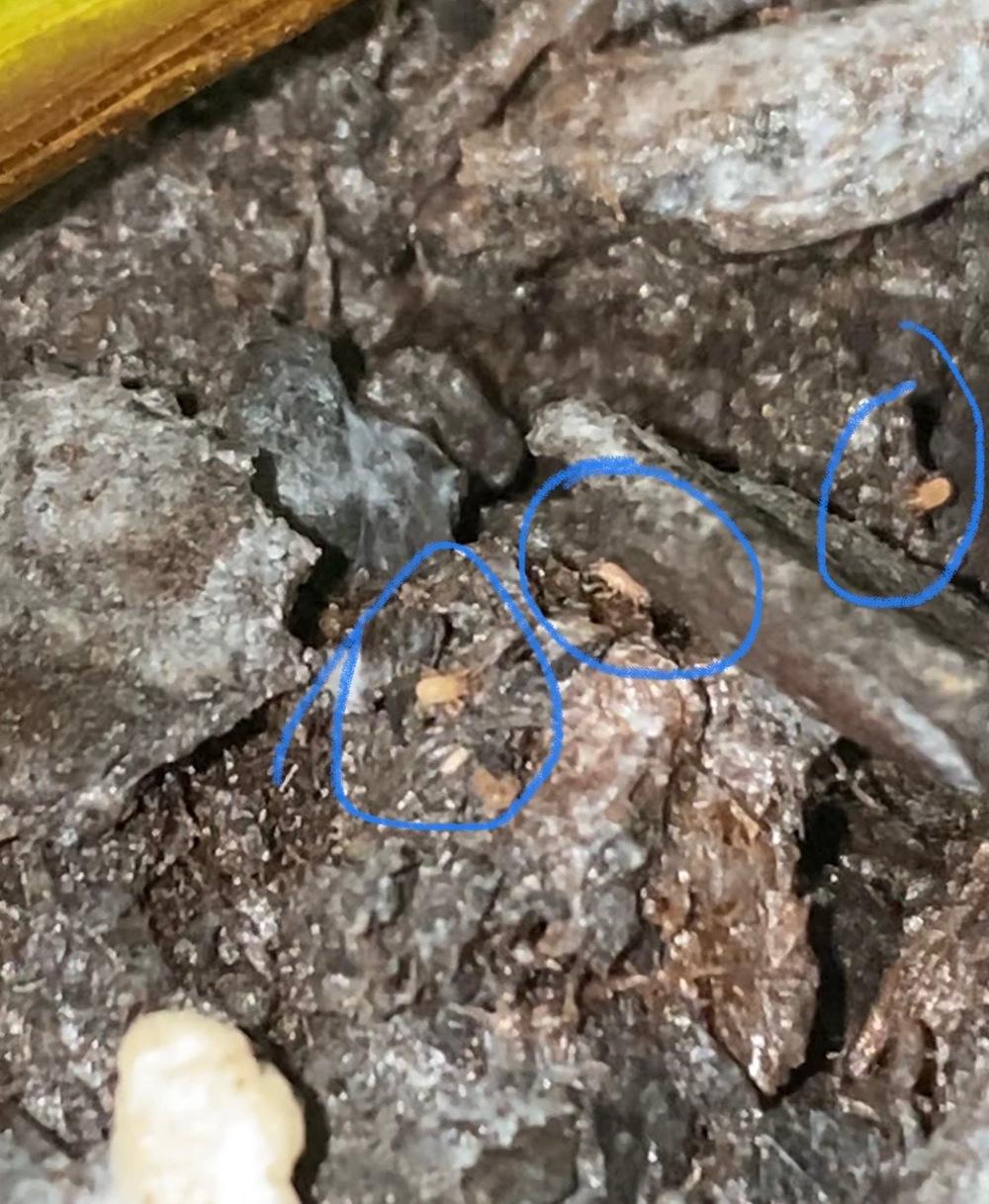 Please help identify creepy crawlers on plants! in the Houseplants