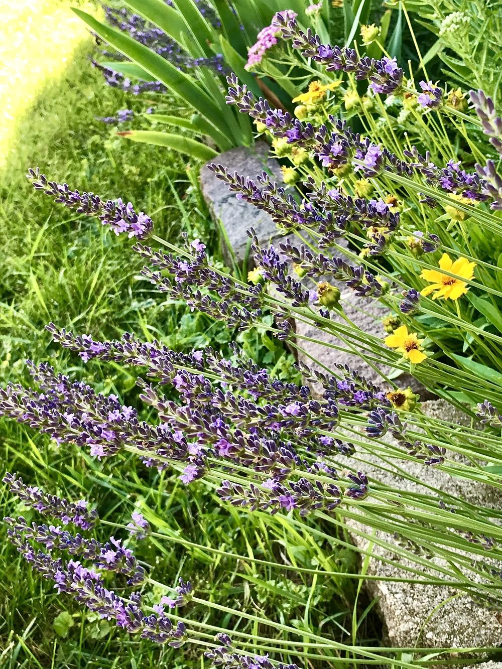 Lavender (Lavandula x intermedia Phenomenal™) in the Lavenders Database