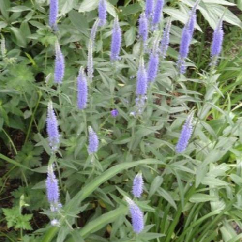 Spike Speedwell (Veronica 'Royal Rembrandt') in the Veronicas Database