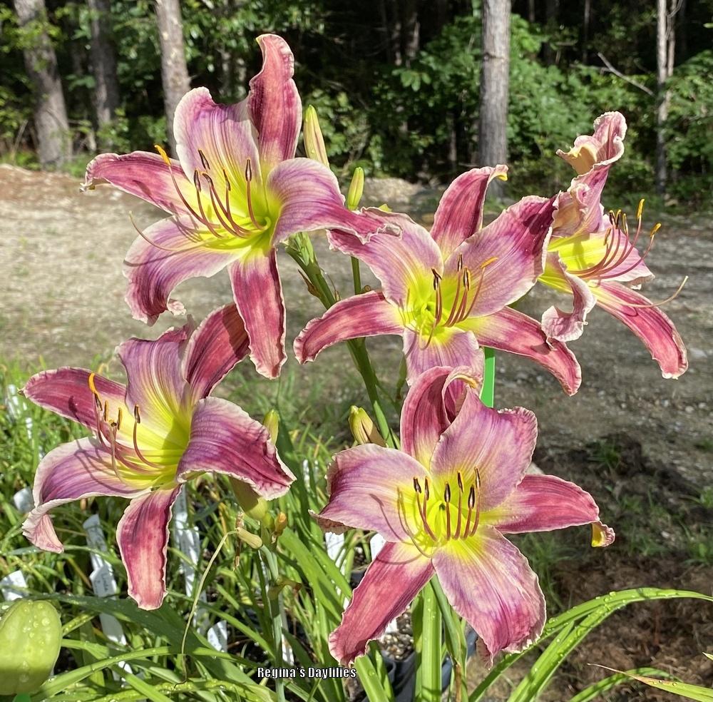 Daylily (Hemerocallis 'Kickin Chicken') in the Daylilies Database