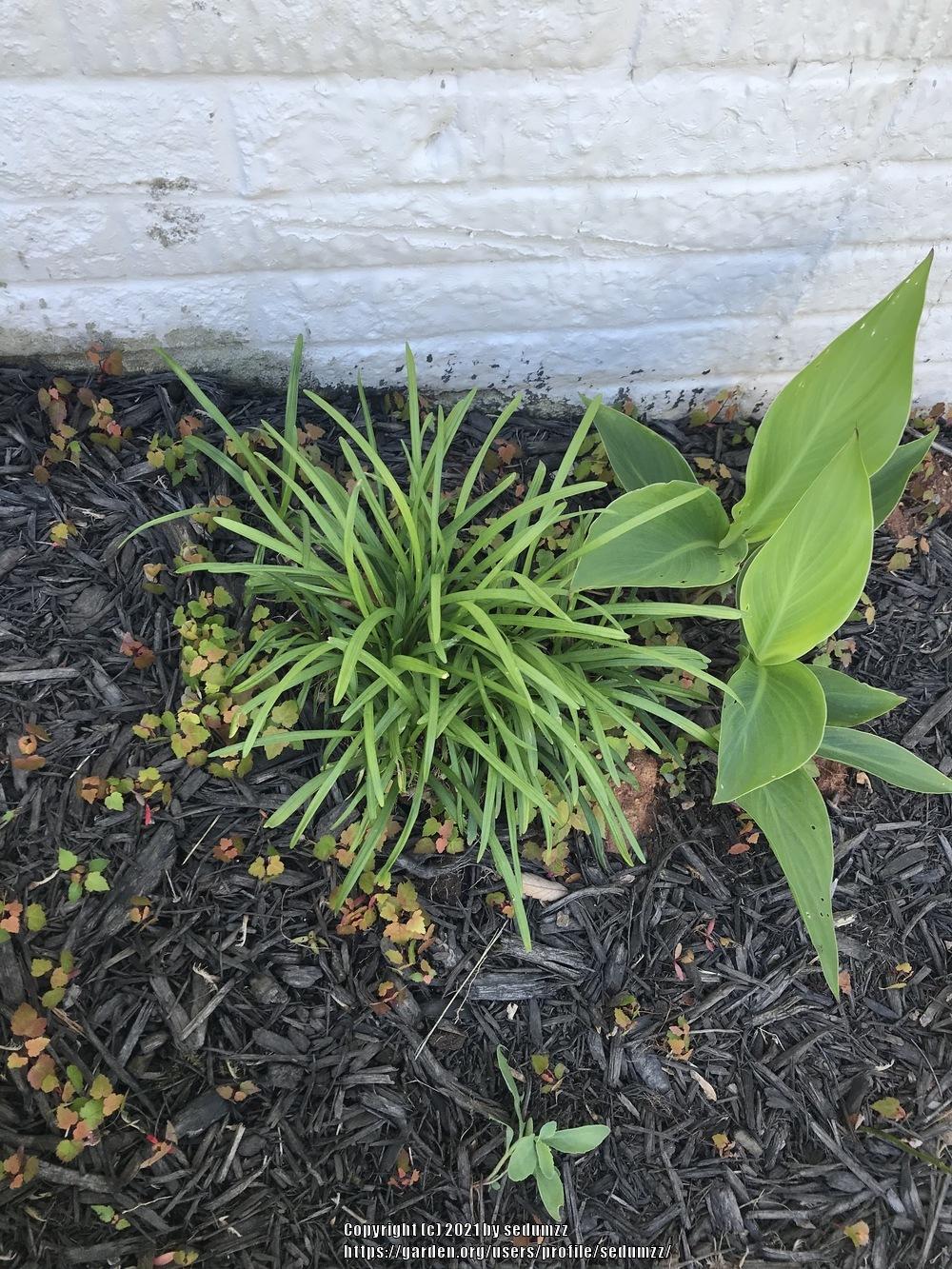 Photo of the entire plant of Monkey Grass (Liriope spicata) posted by