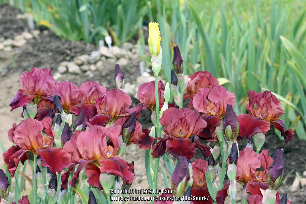 Deer Damage and Tall Bearded Irises Do they Eat Leaves and/or Buds? in the Irises forum