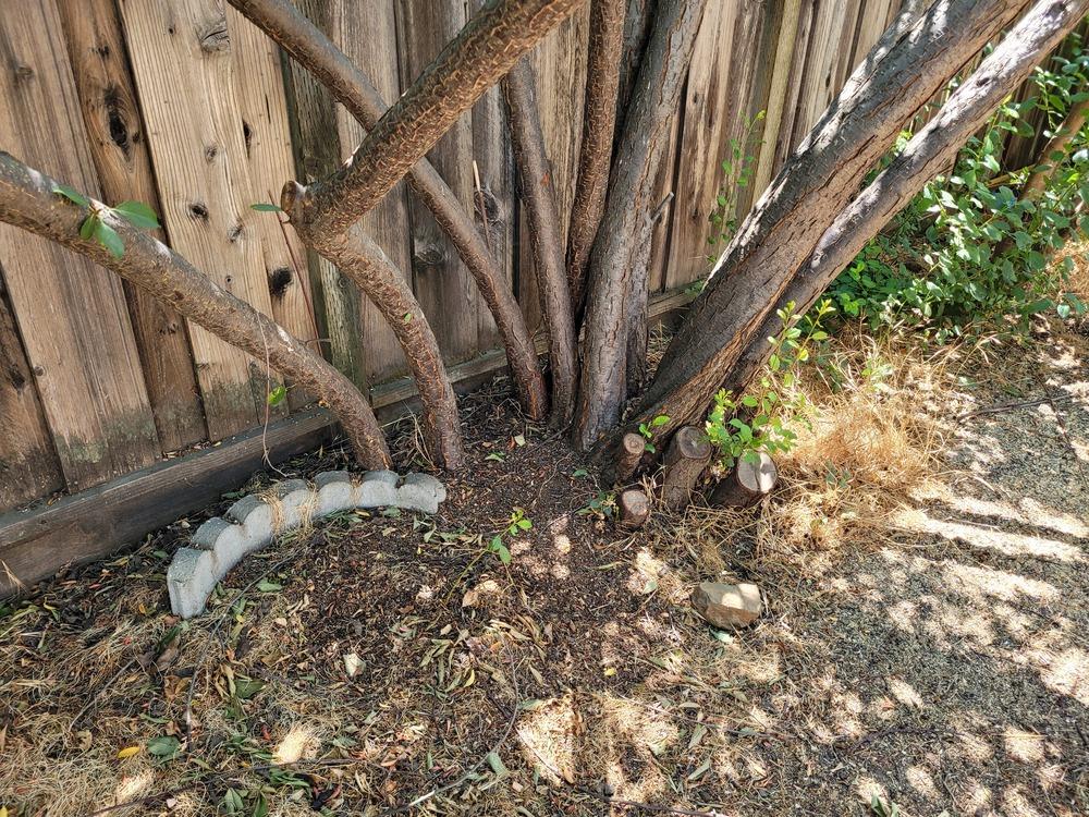 Fruit plants have multiple trunks in the Vegetables and Fruit forum