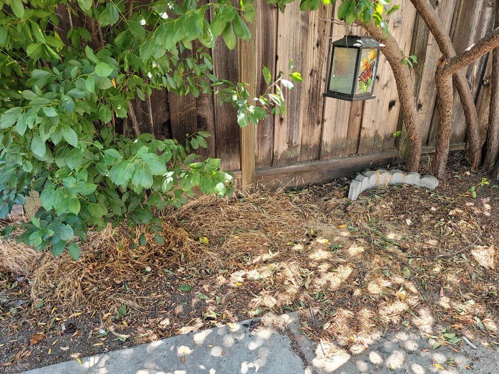 Fruit plants have multiple trunks in the Vegetables and Fruit forum