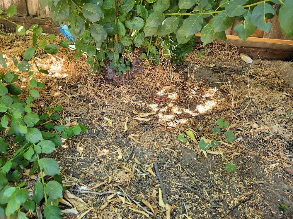 Fruit plants have multiple trunks in the Vegetables and Fruit forum