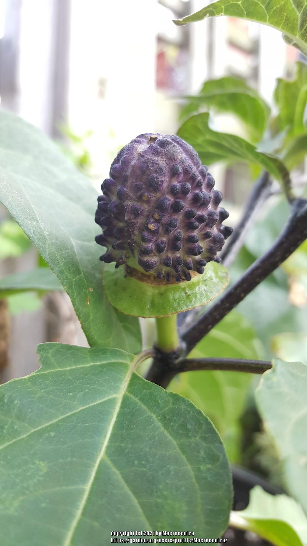 thumbnail image 2 of Purple Devil Trumpet Datura Seeds - Ballerina Variety, Double & Triple Flowers, 10 Seeds Pack 2 of 14