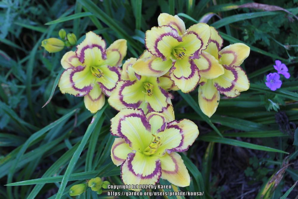Daylily (Hemerocallis 'Violet Stained Glass') in the Daylilies Database
