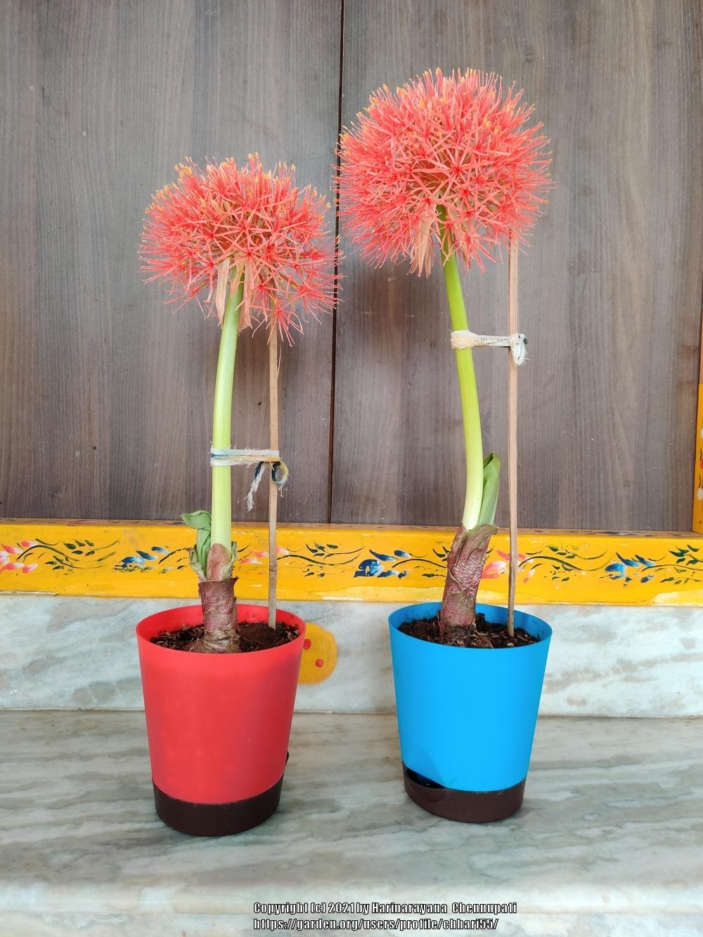 Blood Lilies Plant Care and Collection of Varieties