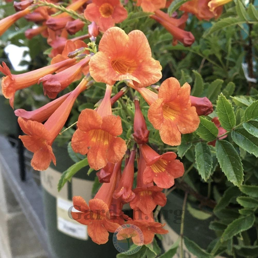 Esperanza (Tecoma Red Hot) - Garden.org