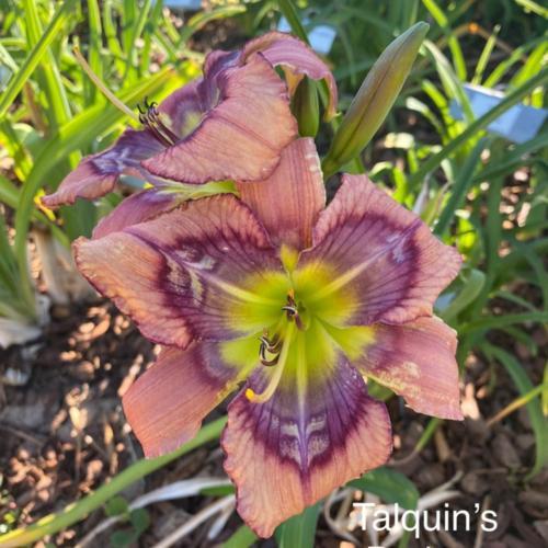 Daylily (Hemerocallis 'Talquin's Broken Arrow') in the Daylilies
