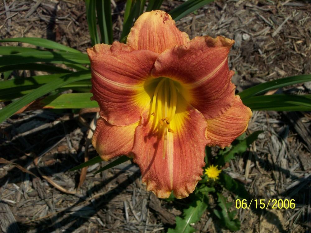 Photo of the bloom of Daylily (Hemerocallis 'After the Fall') posted by daylilynana