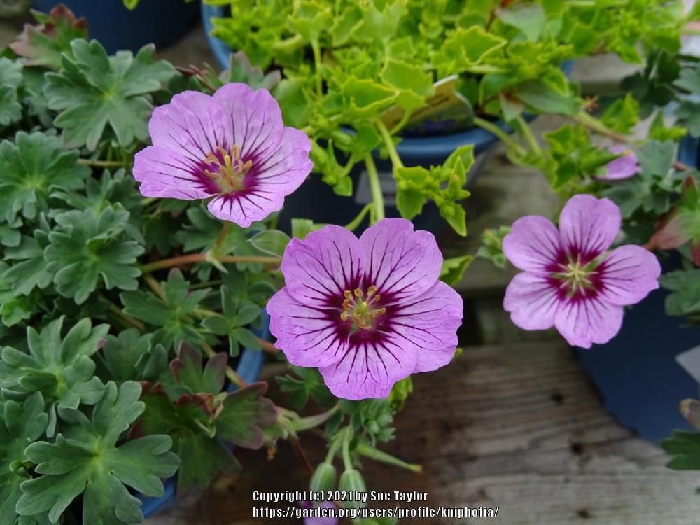 Geranium Rothbury Gem Geranium (Geranium cinereum 'Rothbury Gem') in the Geraniums Database ...