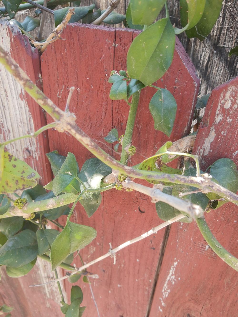 Jasmine death mystery in the Ask a Question forum