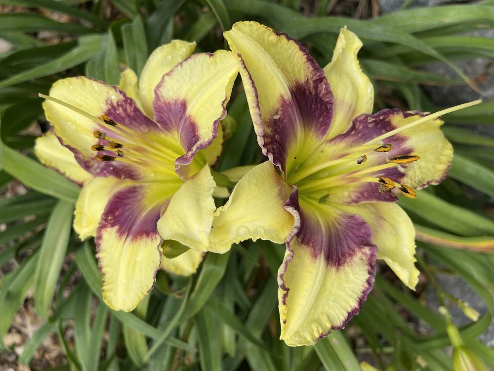 Daylily (Hemerocallis 'Swallowtail Butterfly') in the Daylilies