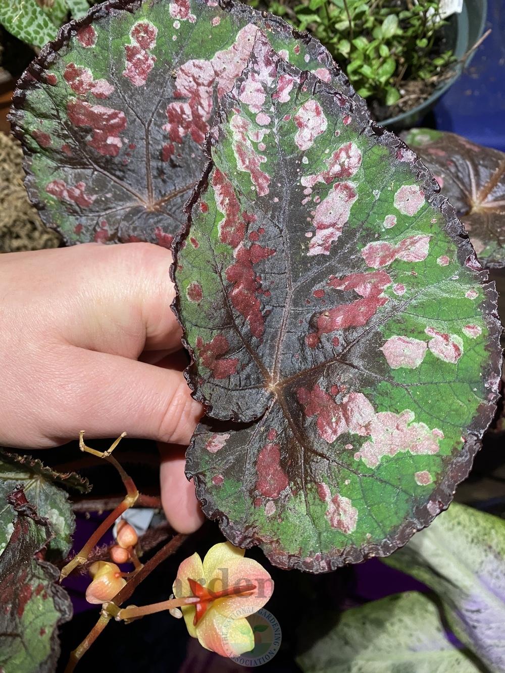 Rex Begonia (Begonia 'Steve's Leaves Yellow Jacket') in the Begonias