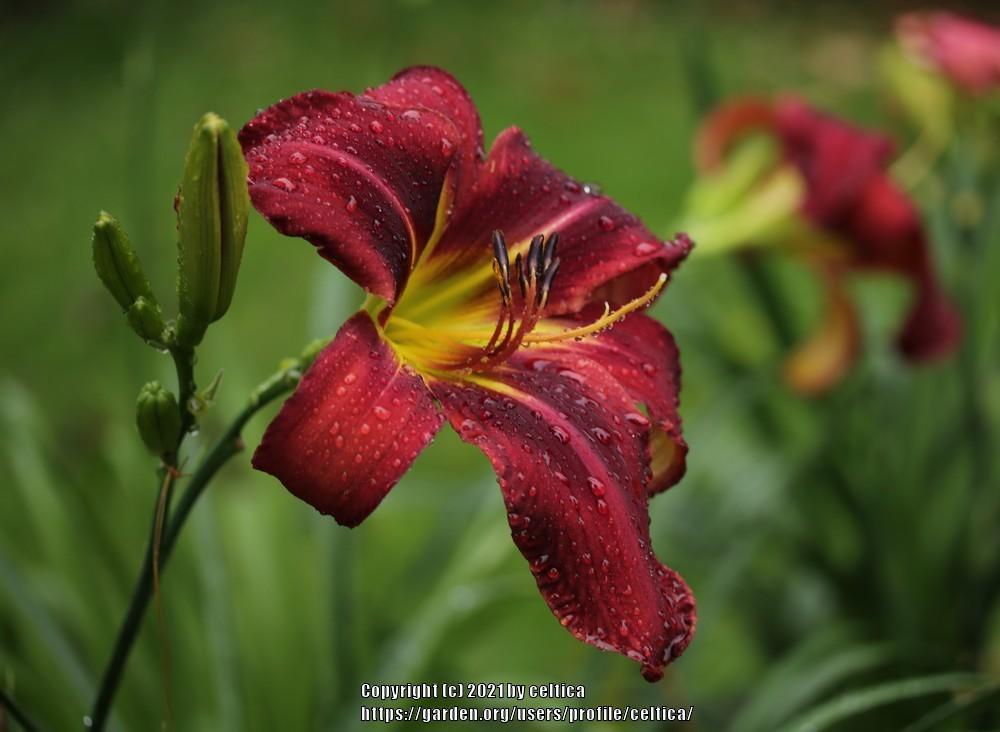 Photo of the bloom of Daylily (Hemerocallis 'Boitzer Mad Max') posted