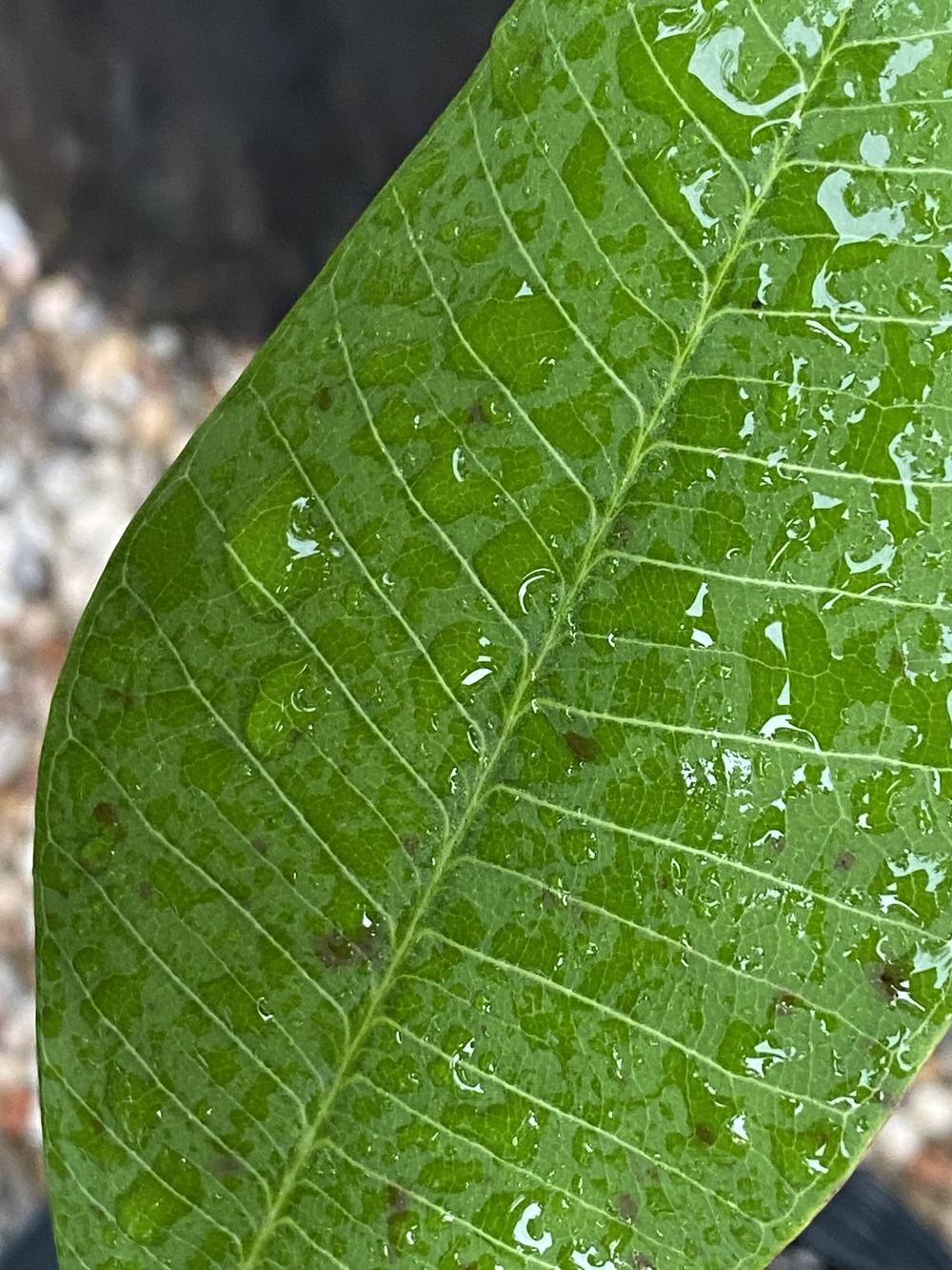 Plumeria with spots and ants in the Plumeria forum