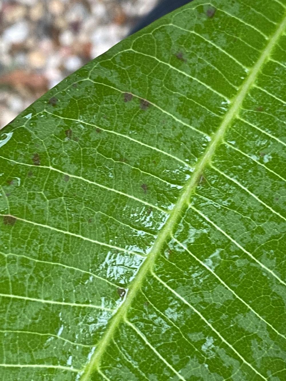 Plumeria with spots and ants in the Plumeria forum