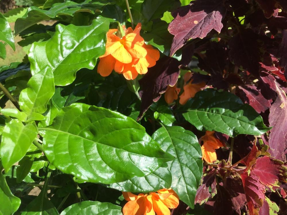 Firecracker Plant (Crossandra infundibuliformis 'Orange Marmalade