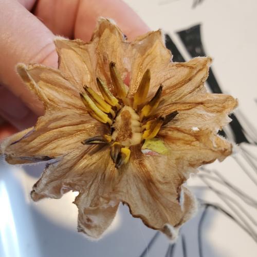 Eggplants flower drop in the Ask a Question forum