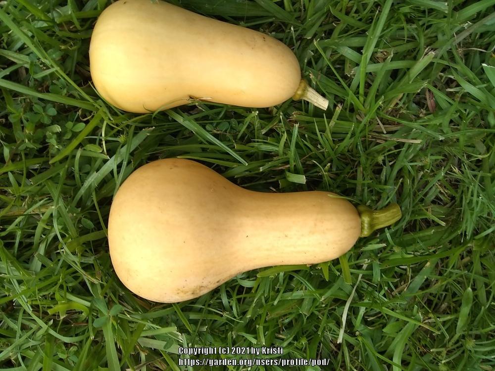 Butternut Squash (Cucurbita moschata 'Butterbush') in the Gourds, Squashes and Pumpkins Database
