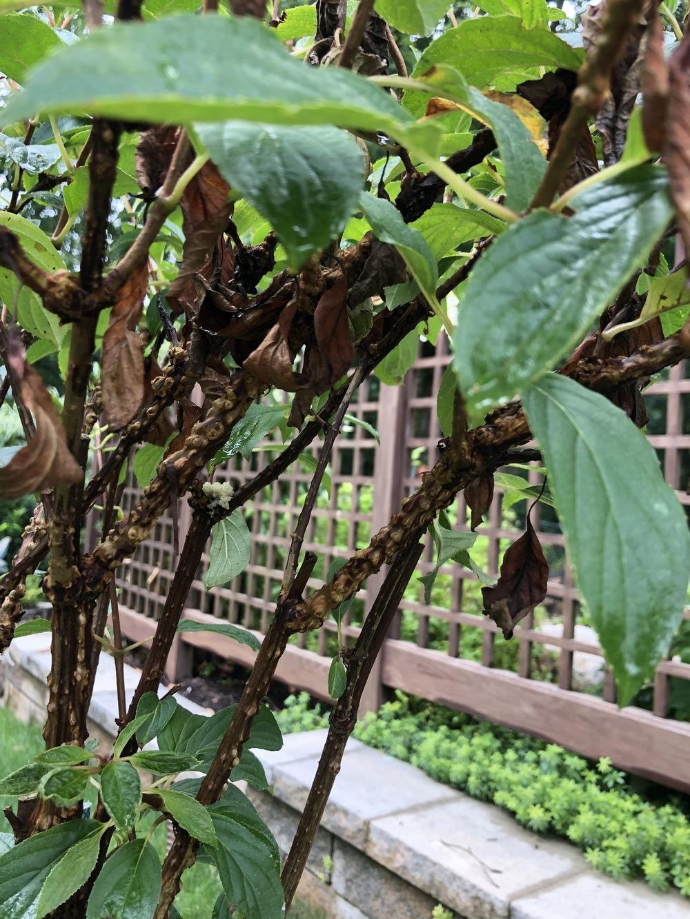 Hydrangea covered with ants in the Ask a Question forum