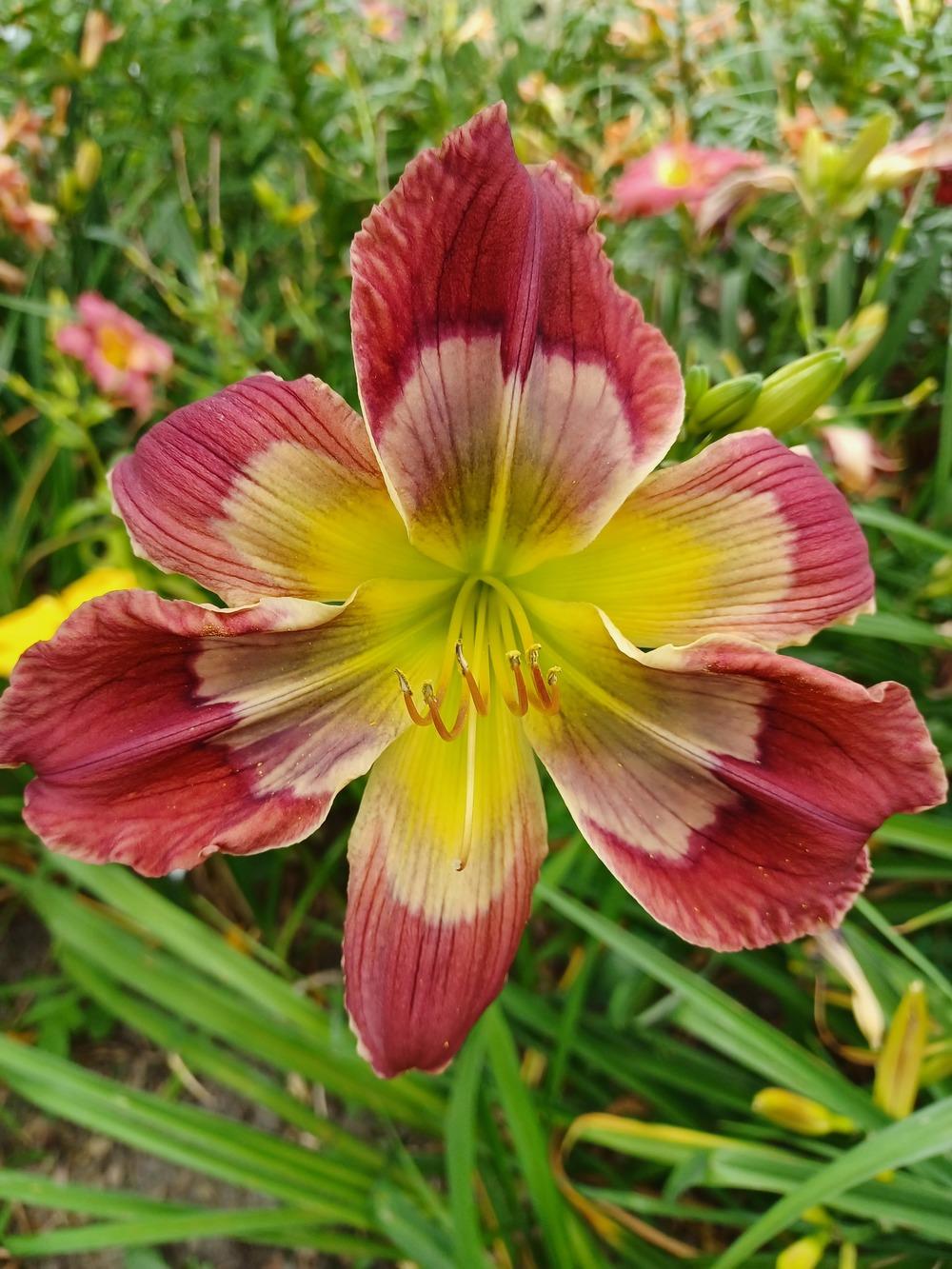 Daylily (Hemerocallis 'Beautifully Broken') in the Daylilies Database