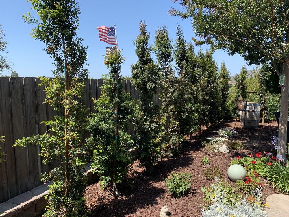 How do I prune Eugenia into a 15 foot formal hedge? in the Ask a