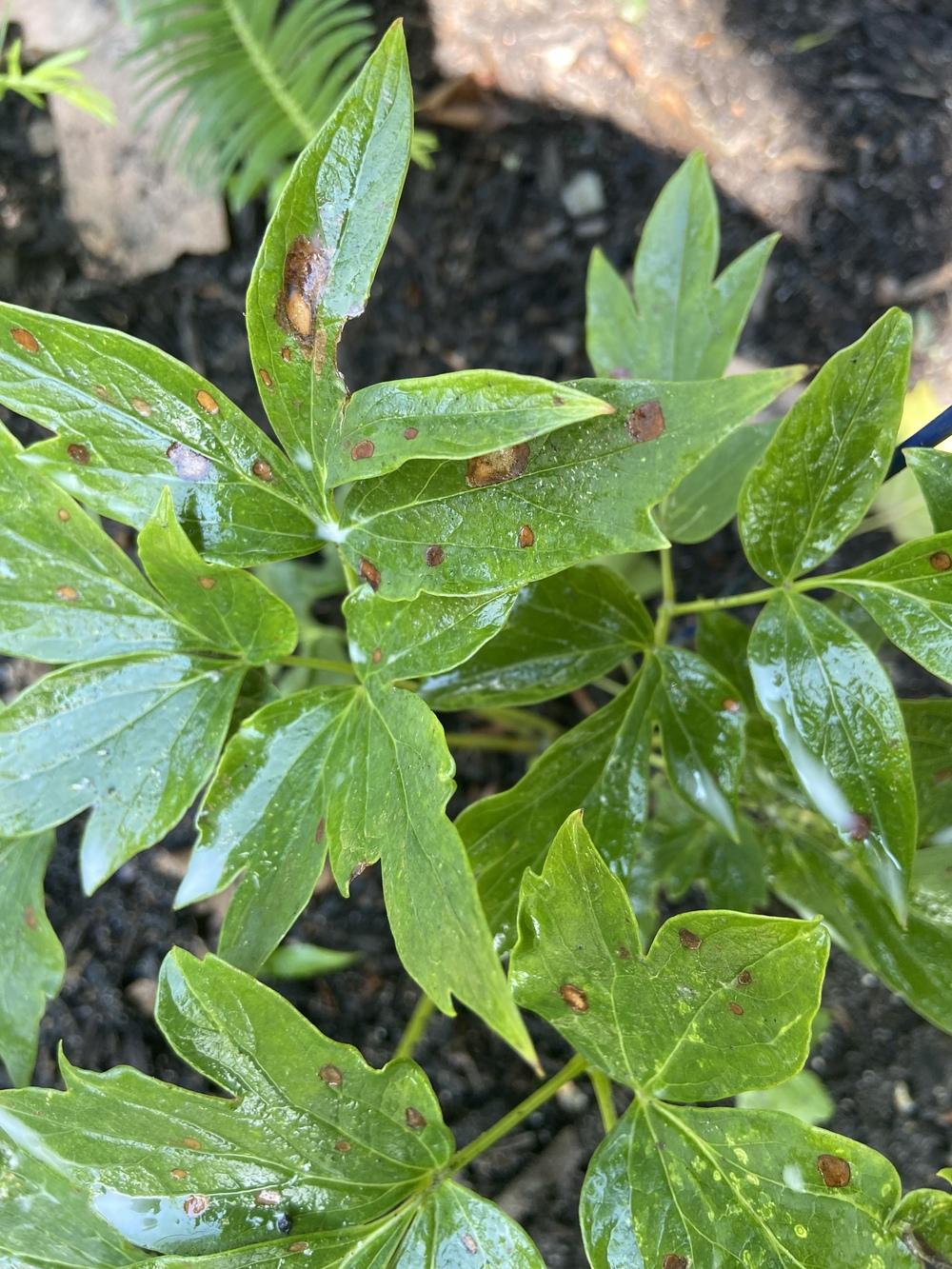 Peony leaves with Brown spots in the Ask a Question forum