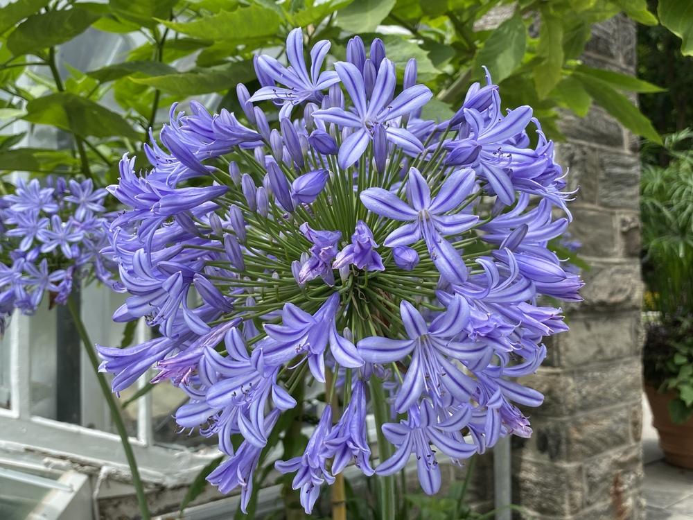 Agapanthus Plant Care and Collection of Varieties
