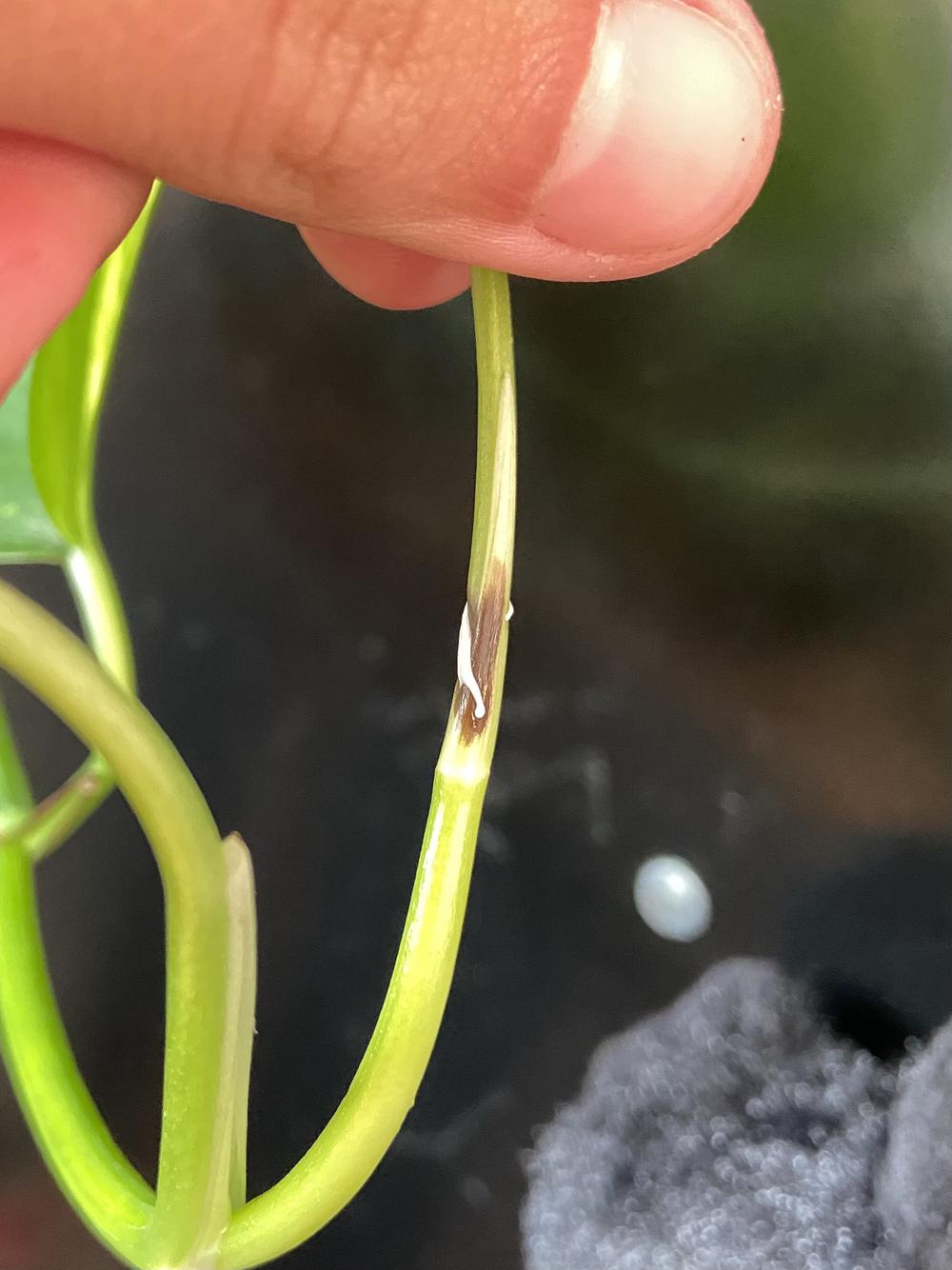 White liquid coming from plant? in the Ask a Question forum