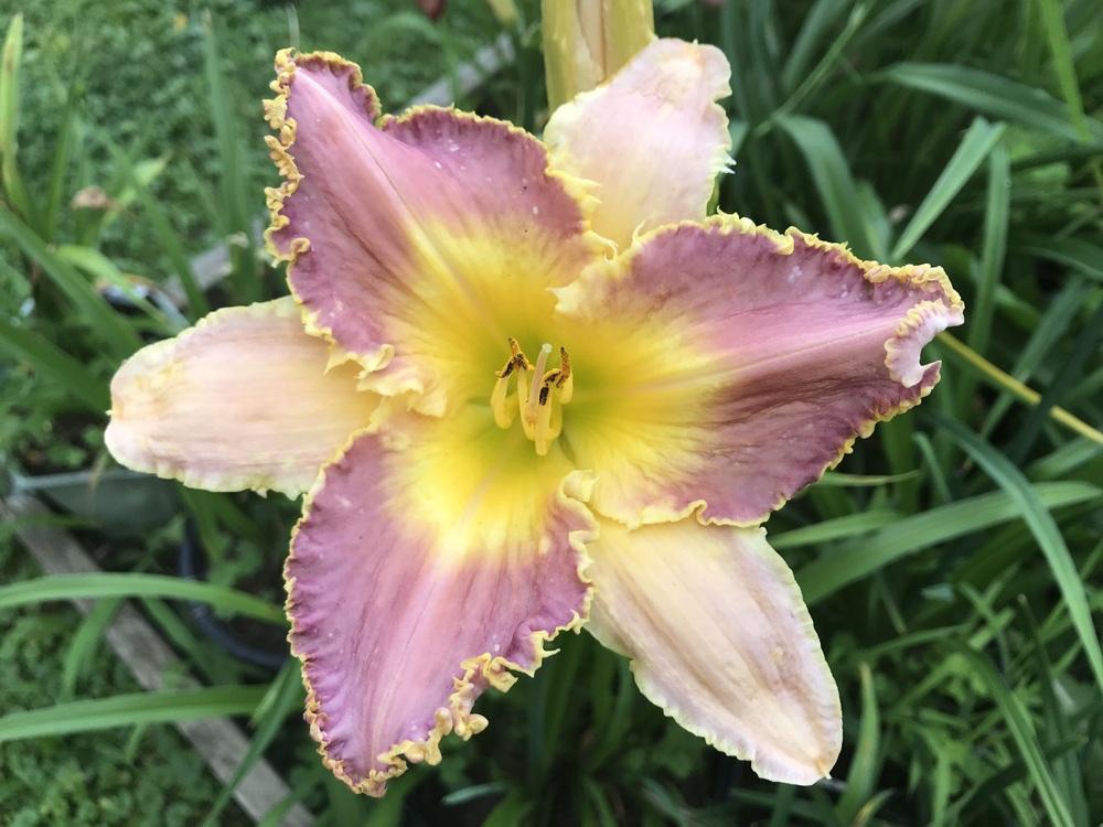 Photo of the bloom of Daylily (Hemerocallis 'Lavender Flytrap') posted