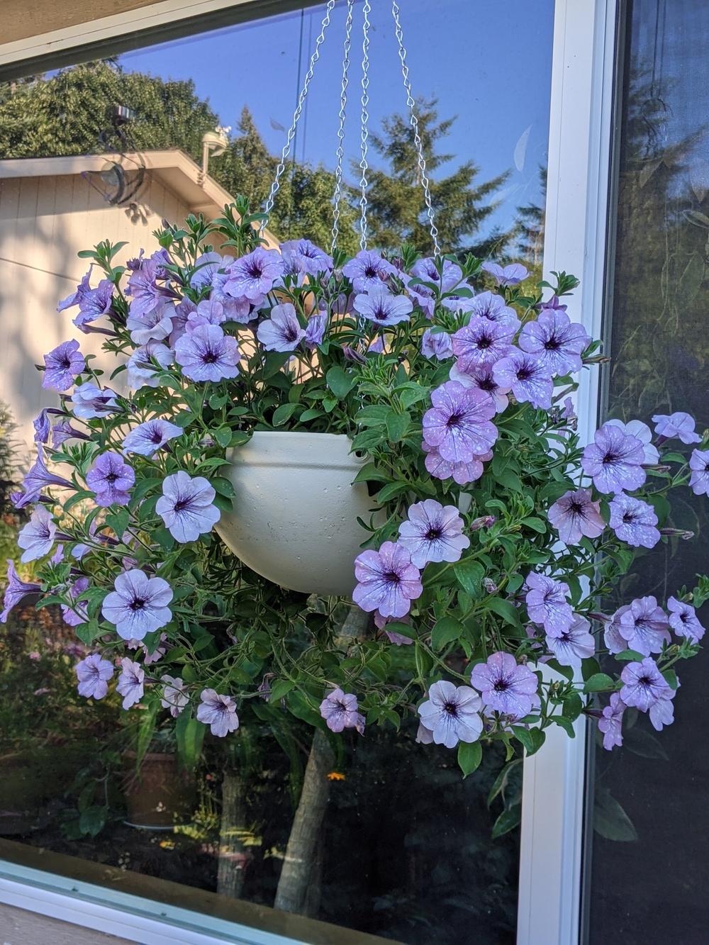 Petunia Headliner™ Crystal Sky in the Petunias Database