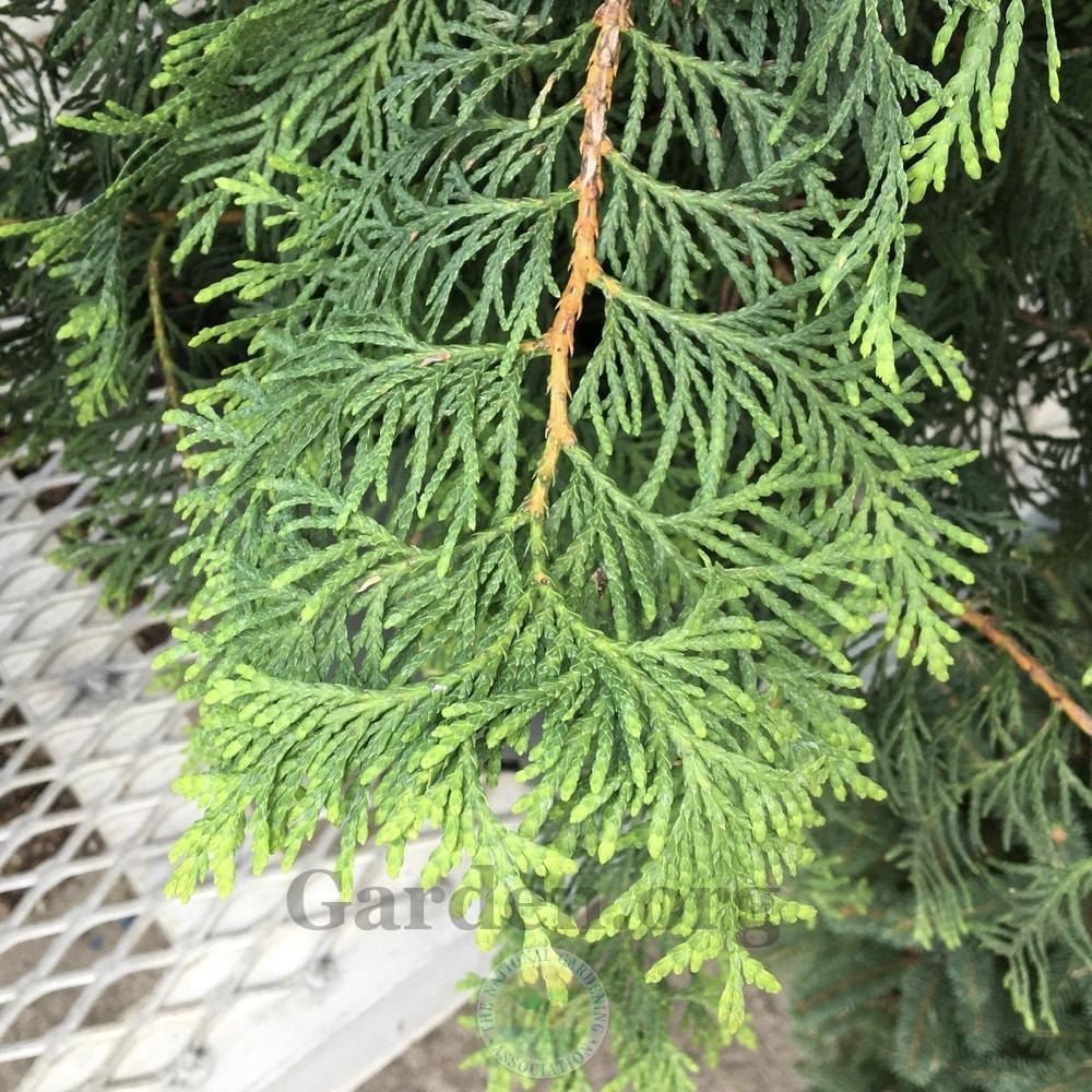 Arborvitae (Thuja Virginian™) in the Arborvitaes Database