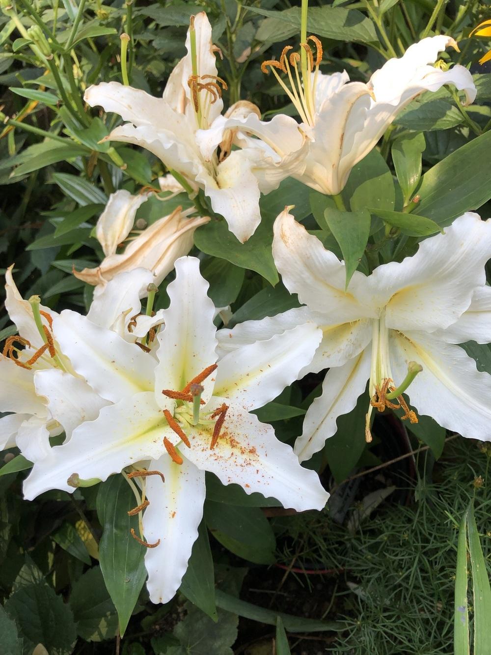 Lily (Lilium Lily Looks™ Sunny Azores) in the Lilies Database